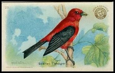 J5 29 Scarlet Tanager.jpg